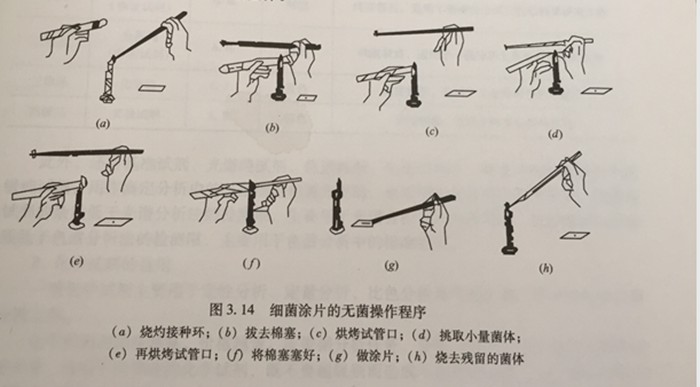 細(xì)菌涂片的無菌操作程序